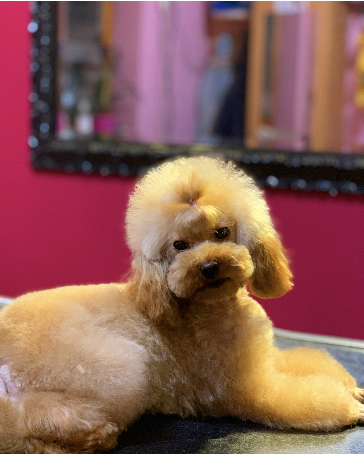 Cinnamon toy outlet poodle puppy